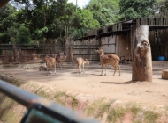 Serikat Pekerja Bandung Zoo Dukung Empat Skema Farhan, Harap Konflik Segera Tuntas