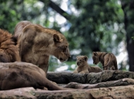 Status di Google Belum Diperbarui, Pemkot Tegaskan Kebun Binatang Bandung Masih Tutup