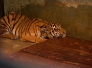 Anak Harimau Benggala di Kebun Binatang Bandung Mati, Farhan Pastikan Bukan Karena Kelalaian