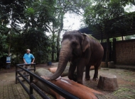 Kebun Binatang Bandung Jadi Ikon Budaya, Farhan Sebut Bagian Tradisi Warga