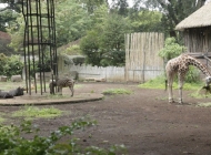 Farhan Sebut Derenten Bukan Sekadar Wisata, Tapi Bagian Tradisi Warga Jawa Barat